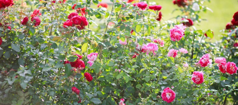 Roses in garden or park on bed of flowers, banner for website with gardening concept stock photo Roses in garden or park on bed of flowers, banner for website with gardening concept stock photo
