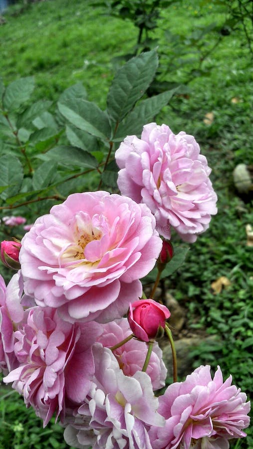 Sisters With Roses stock photo. Image of children, flower 7463336