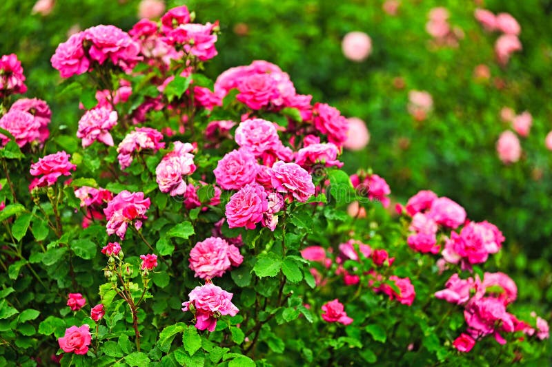 Roses garden in spring, Volksgarten, Vienna stock image