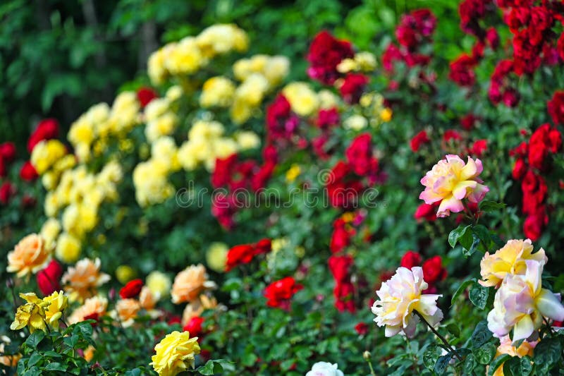 Roses garden in springtime, Volksgarten, Vienna stock photography
