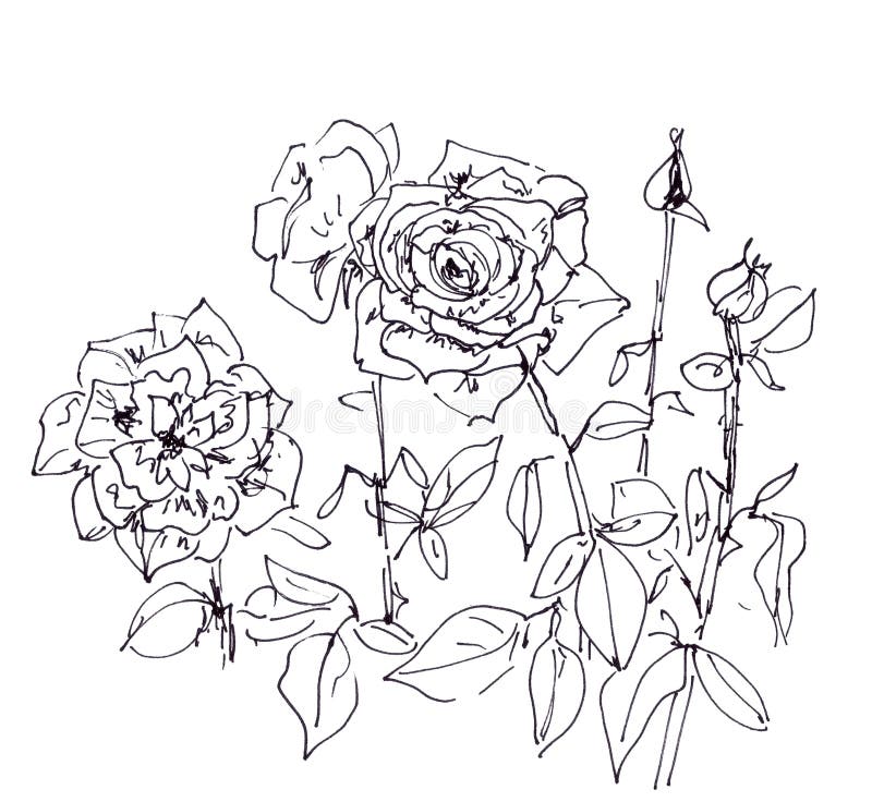 Roses Graphic Black and White Drawing on White Background Stock Photo