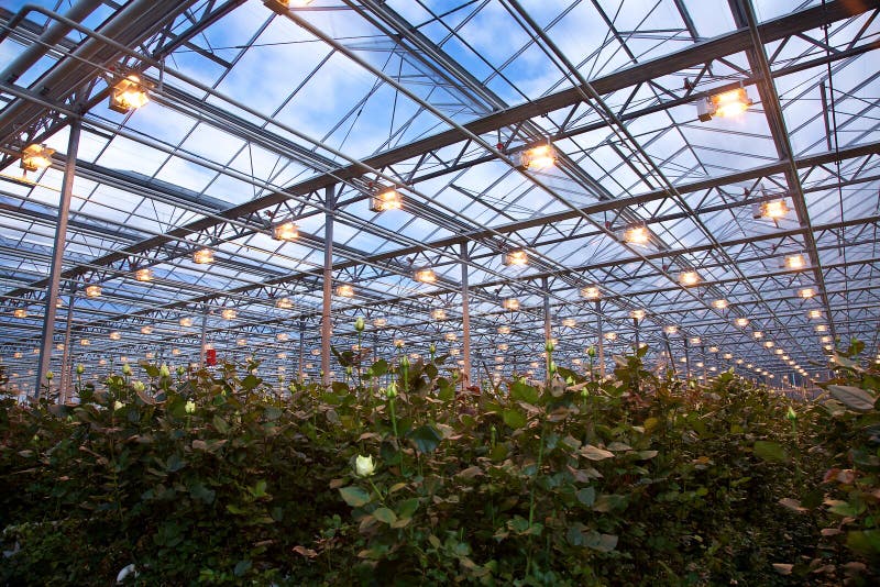 Roses Greenhouse