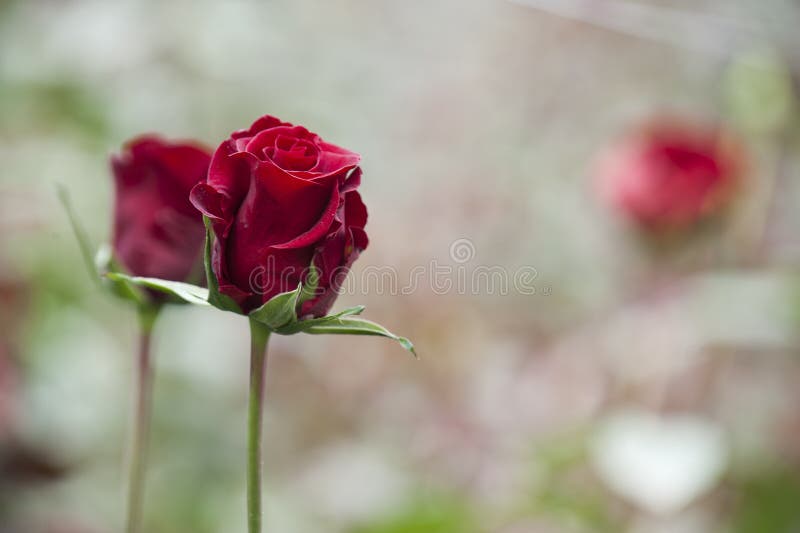 Roses grow on a cutting plantation during the harvest period