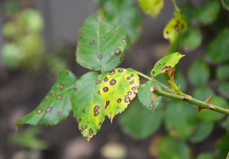 Roses growing and caring. Fungal rose black spot disease. Black spots on rose`s green and yellow leaves infected by a rose diseas