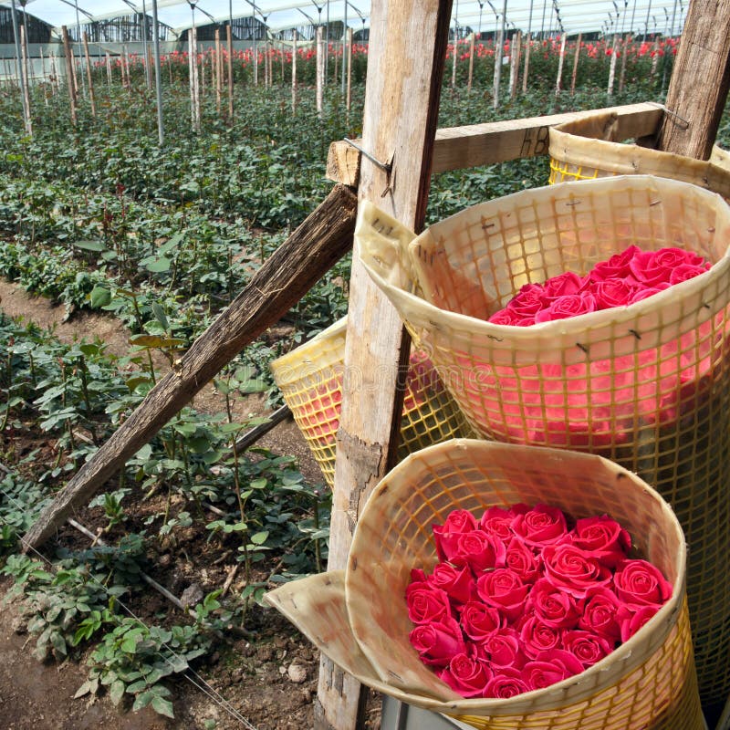 Roses Harvest, plantation in Ecuador