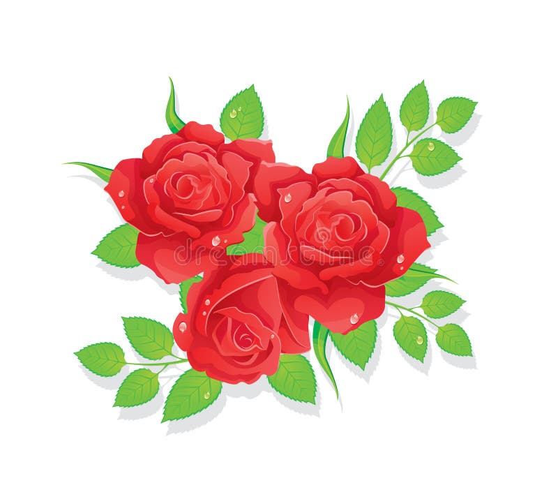 Roses illustration