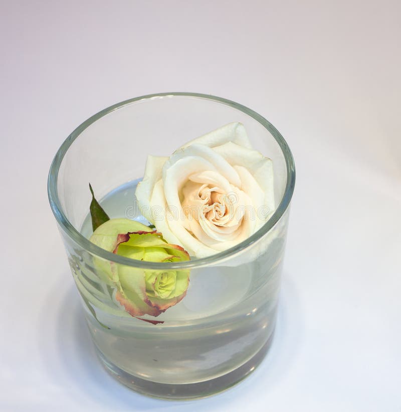 Roses inside the glass stock photo. Image of flower, vase 43032096