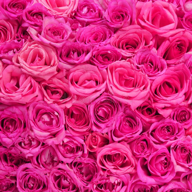 Roses. Le rose fleurit le fond photos libres de droits Roses. Le rose fleurit le fond photos libres de droits