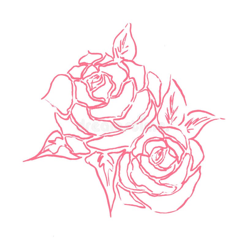 Roses Line Art Drawing With Hand Drawn In Pink Theme. Stock ...