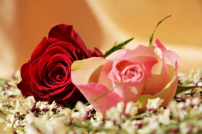 Roses and love royalty free stock image Roses and love royalty free stock image