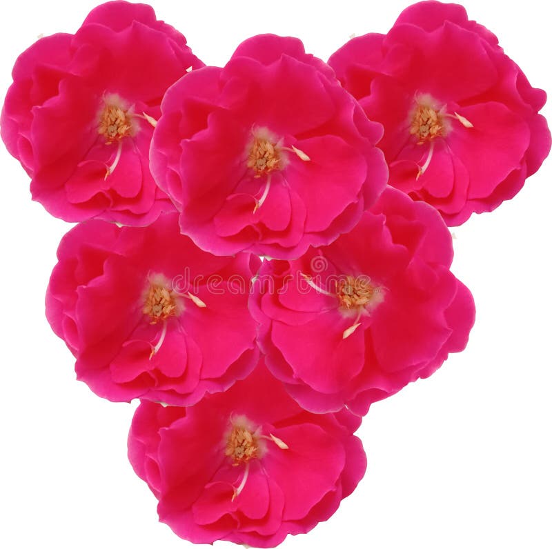 Dil Flower Stock Photos Free & RoyaltyFree Stock Photos from Dreamstime