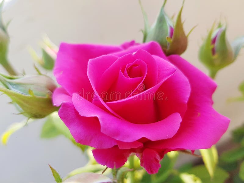 Roses loved by every single female in the world stock photos Roses loved by every single female in the world stock photos