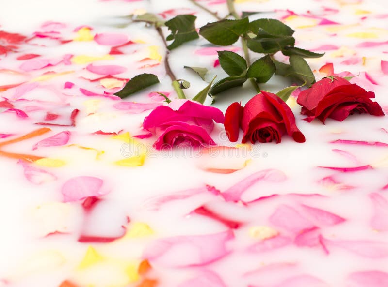 Roses in milk bath stock image. Image of background, floral 62138719