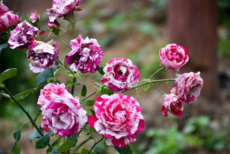 Red Roses are Shine and Bright in the Cold Stock Image Image of couch