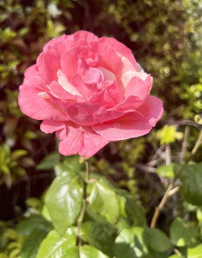 Roses are the Ornamental Flowers Par Excellence. Stock Image - Image of ...