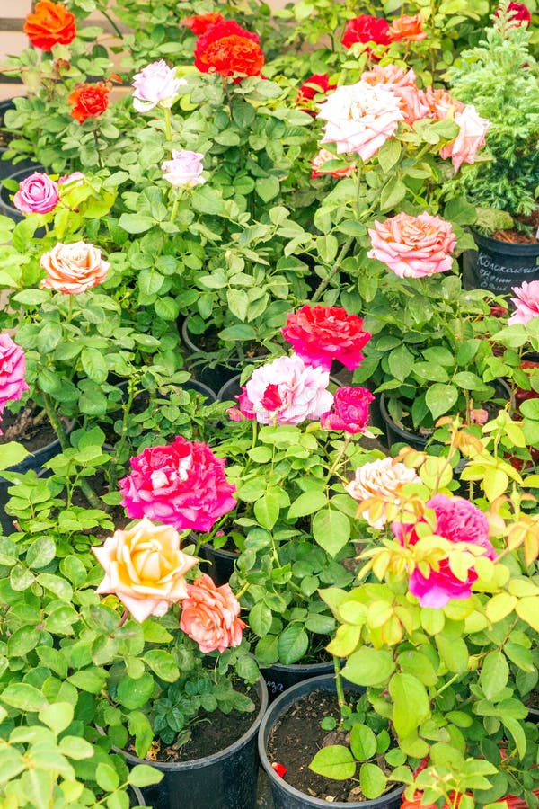 Roses in Pots at a Fair Selling Seedlings Stock Image Image of landscape, blossom 183917941
