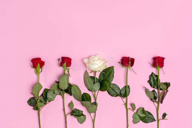 Roses Red And White Upside Down Isolated On Pink Top View Stock Image