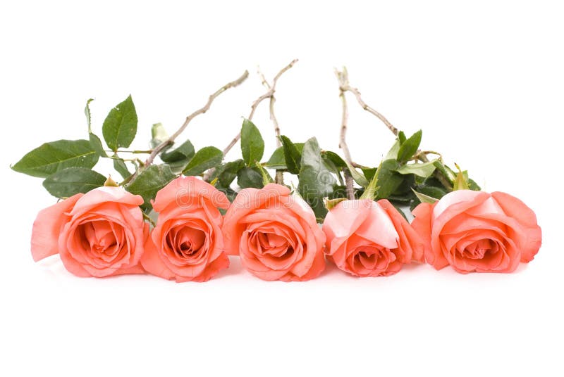 Five pink roses on white background . Five pink roses on white background .