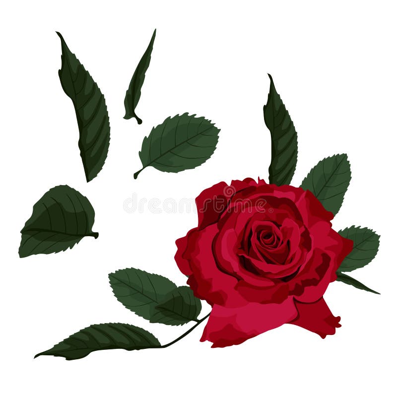 Roses rouges d'isolement sur le fond blanc Illustration de vecteur Peut être employé comme carte d'invitation pour épouser, anniv illustration de vecteur Roses rouges d'isolement sur le fond blanc Illustration de vecteur Peut être employé comme carte d'invitation pour épouser, anniv illustration de vecteur
