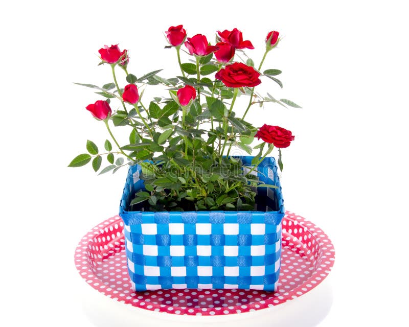 Roses rouges dans un bac de fleur photos stock Roses rouges dans un bac de fleur photos stock