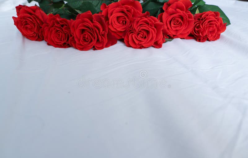 7 Roses Rouges Reposent Sur Une Feuille Blanche En Rang Photo stock - Image  du postcard, anniversaire: 213519136