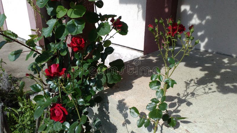 Roses rouges sur les escaliers photographie stock Roses rouges sur les escaliers photographie stock