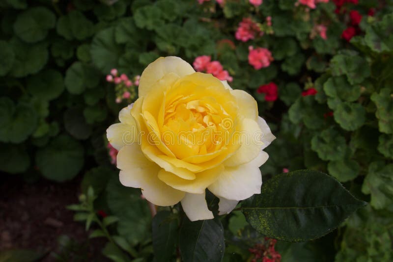 Santa Rosa California - Roses. Stock Image - Image of northern, beach ...