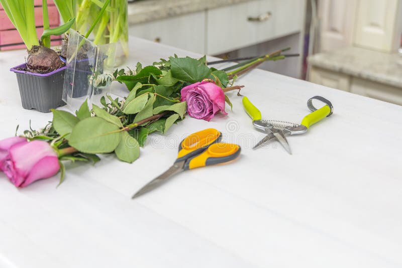 Roses, Scissors and Secateurs Lying on the Table Stock Photo Image of