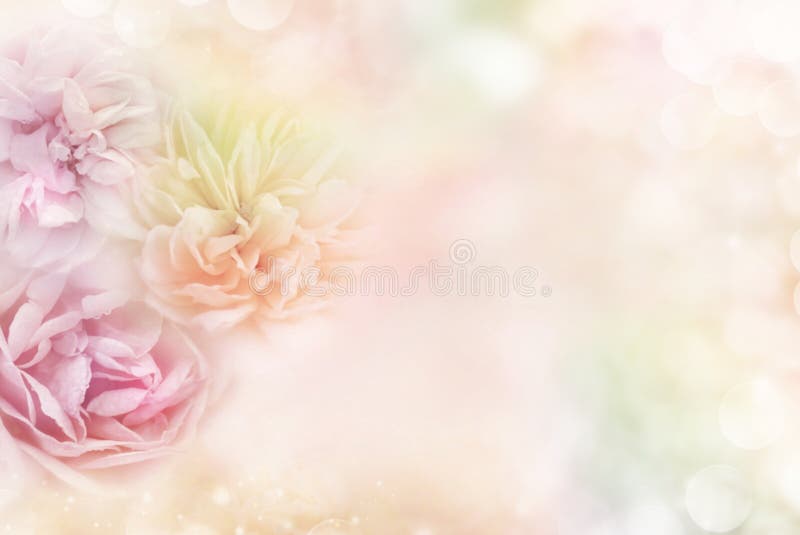 Roses in a soft pastel background, which conveys the concepts of love Valentine`s Day