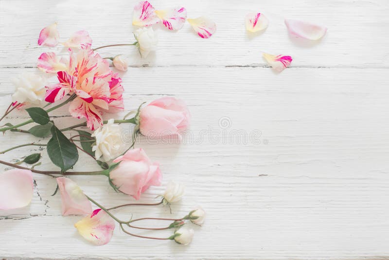 Roses sur le fond en bois blanc image stock Roses sur le fond en bois blanc image stock