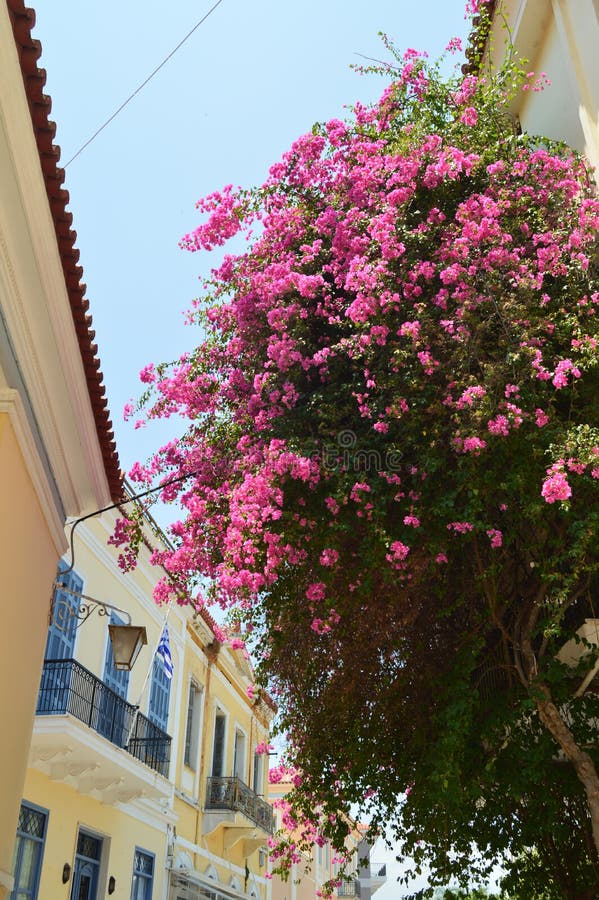 Roses typiques de belles fleurs de la Grèce Architecture, voyage, paysages, croisières images libres de droits Roses typiques de belles fleurs de la Grèce Architecture, voyage, paysages, croisières images libres de droits