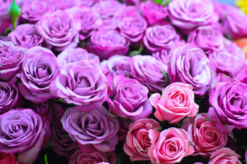 Roses Violettes De Fleurs De Beau Bouquet Photo stock - Image du nuptiale,  mélange: 152080334