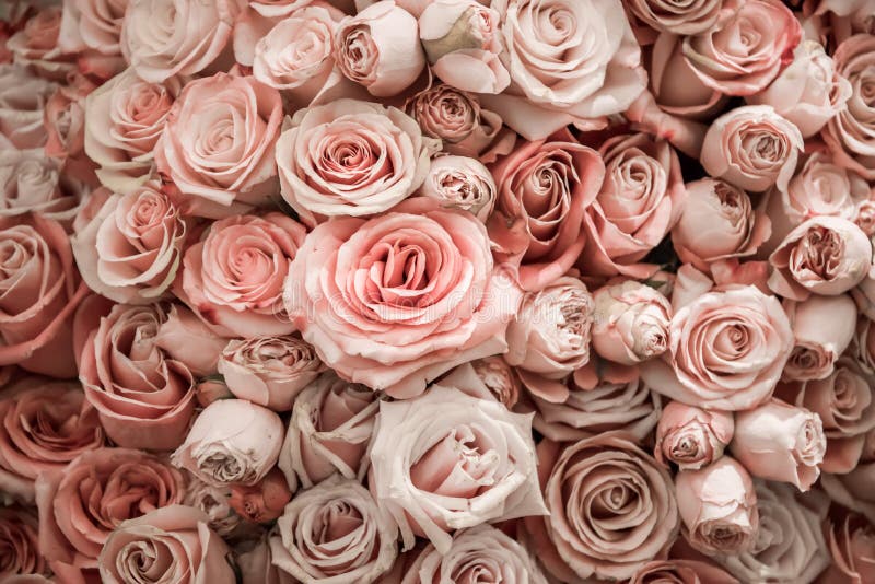 Khám phá vẻ đẹp tuyệt vời của hoa hồng hồng phấn trong bức hình này! Với màu sắc tươi tắn và hương thơm quyến rũ, hoa hồng được yêu thích trên khắp thế giới. Được biết đến là biểu tượng của tình yêu và lòng thương yêu, những đóa hoa hồng tươi sẽ làm trái tim bạn lay động và mãn nhãn với vẻ đẹp của chúng.