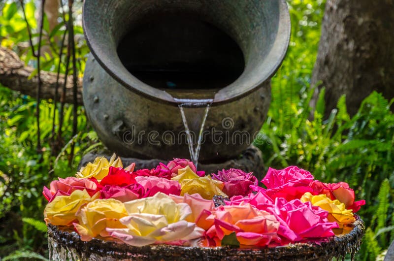 Roses on the water stock photo. Image of bouquet, beauty 37890448