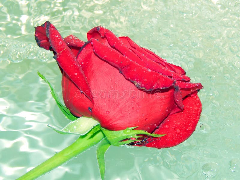 Roses on the water stock photo. Image of present, dark 90086104