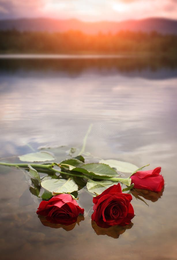 Roses on the water stock image. Image of memory, rose 45049111