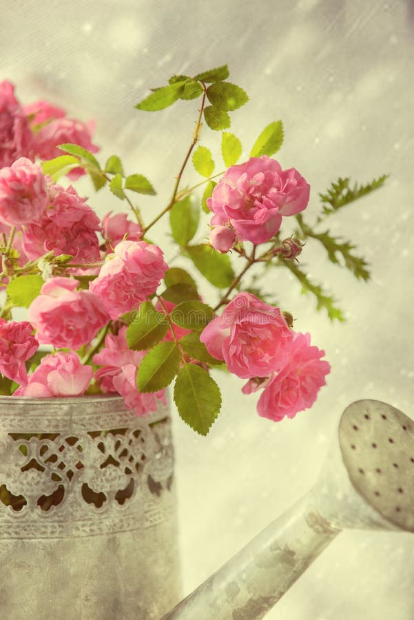 Roses in Watering Can stock image. Image of flowers, stems 42491495