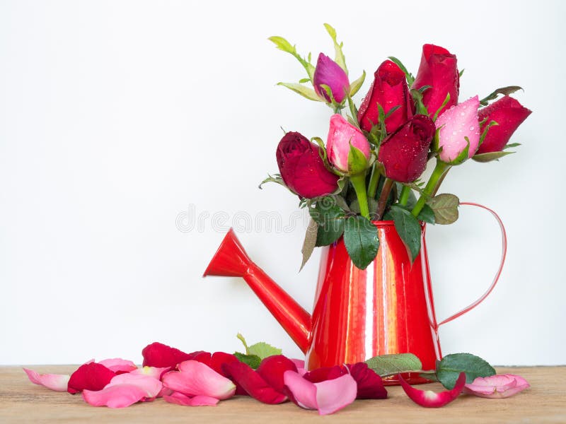 Roses in watering pot stock photo. Image of symbol, leaf 82571896