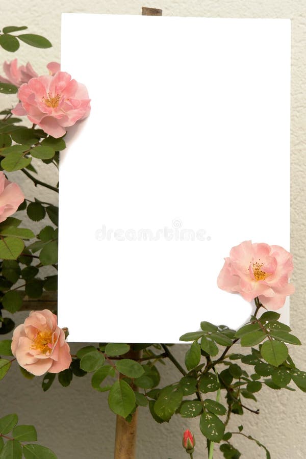 Roses and white background