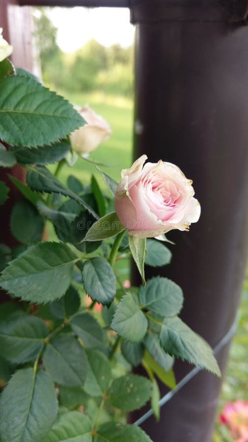 Rose smell stock photo. Image of pink, smell, spring 38994326