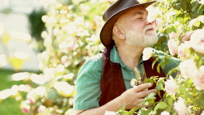 Roseto. vecchio giardinaggio maschile. piantagione a molla. attrezzi da giardino.