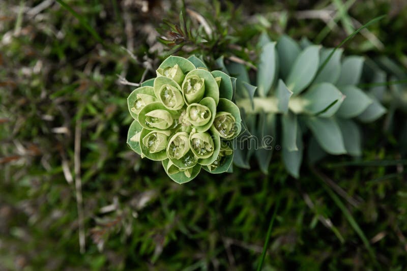 Rosetta Stonecrop, or Sedum Rosetta. Close-up Photo of Its Small Green ...