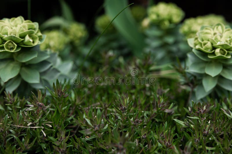 Rosetta Stonecrop, or Sedum Rosetta. Close-up Photo of Its Small Green ...