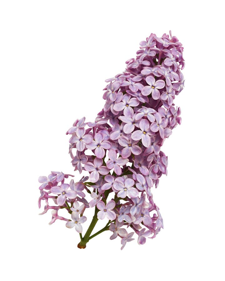 Rosette of Purple Lilac Flowers Isolated Stock Photo Image of rosette