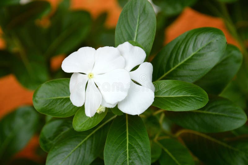 White Periwinkle Flower with Yellow Center - Madagascar Periwinkle (catharanthus roseus). White Periwinkle Flower with Yellow Center - Madagascar Periwinkle (catharanthus roseus)