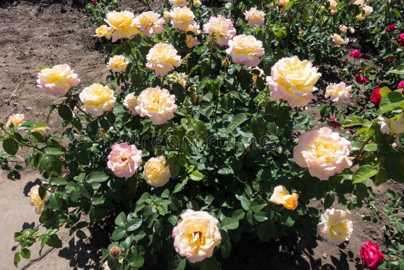 Rosier en fleur images stock Rosier en fleur images stock