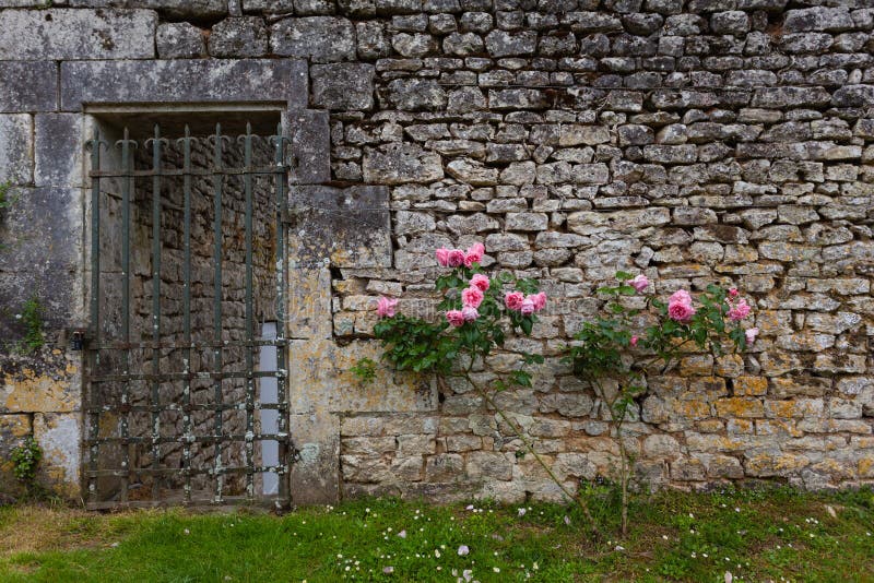 Roses on stoned wall along with grilled garden gate Charente maritime, France. Roses on stoned wall along with grilled garden gate Charente maritime, France