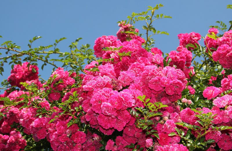 Rosier rose flourishing, pleine floraison photo libre de droits Rosier rose flourishing, pleine floraison photo libre de droits