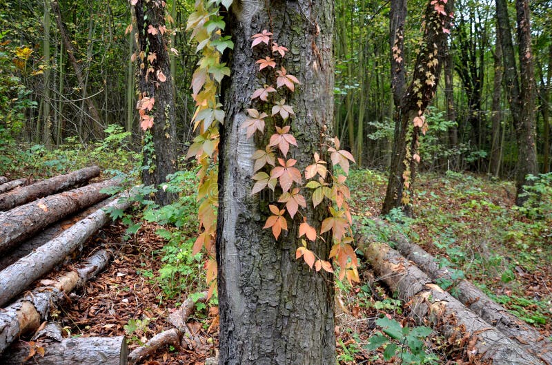 Climbing plants grow and color the leaves in autumn. highlights the beauty of wire fences, retaining walls, pergolas and garden. Climbing plants grow and color the leaves in autumn. highlights the beauty of wire fences, retaining walls, pergolas and garden