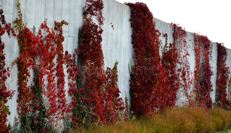 Climbing plants grow and color the leaves in autumn. highlights the beauty of wire fences, retaining walls, pergolas and garden house, trellises. They able to grow wherever they are support creeper. Climbing plants grow and color the leaves in autumn. highlights the beauty of wire fences, retaining walls, pergolas and garden house, trellises. They able to grow wherever they are support creeper